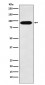 Anti-Cullin4A Monoclonal Antibody